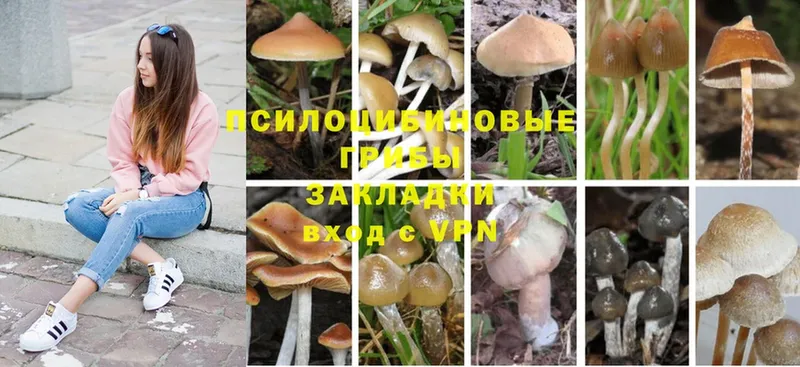 Псилоцибиновые грибы Magic Shrooms  где продают наркотики  Лениногорск 